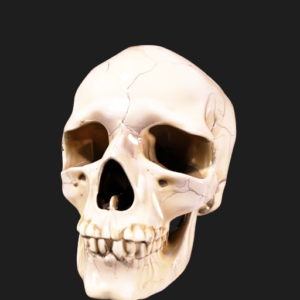 Realistic Human Skull